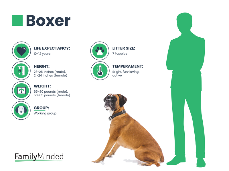 Boxer breed info