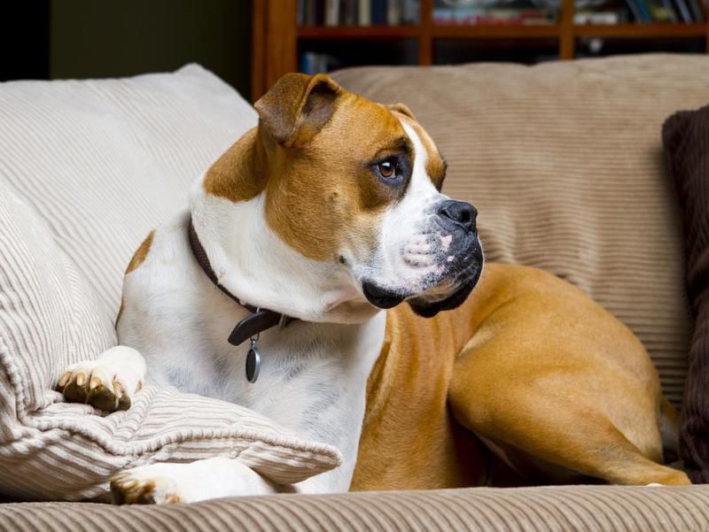 Boxer dog sitting on couch