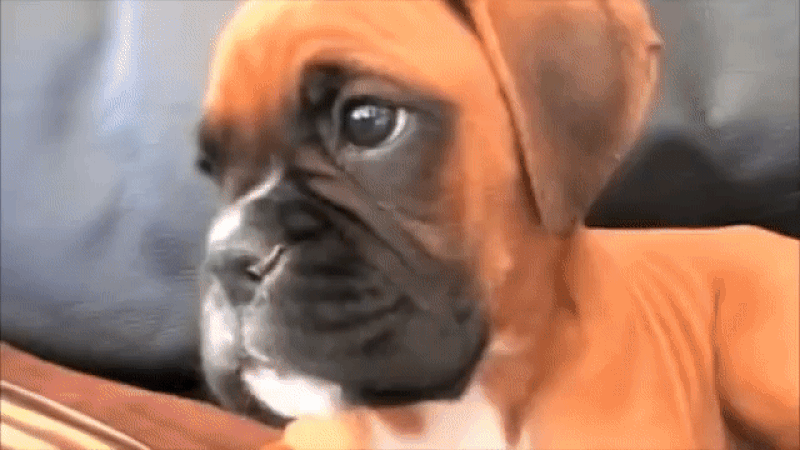 Boxer puppy moving head GIF
