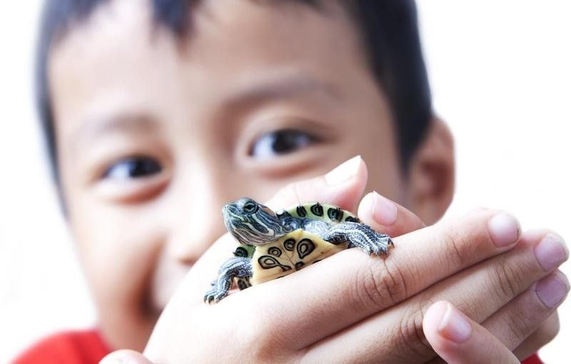Boy holding small turtle