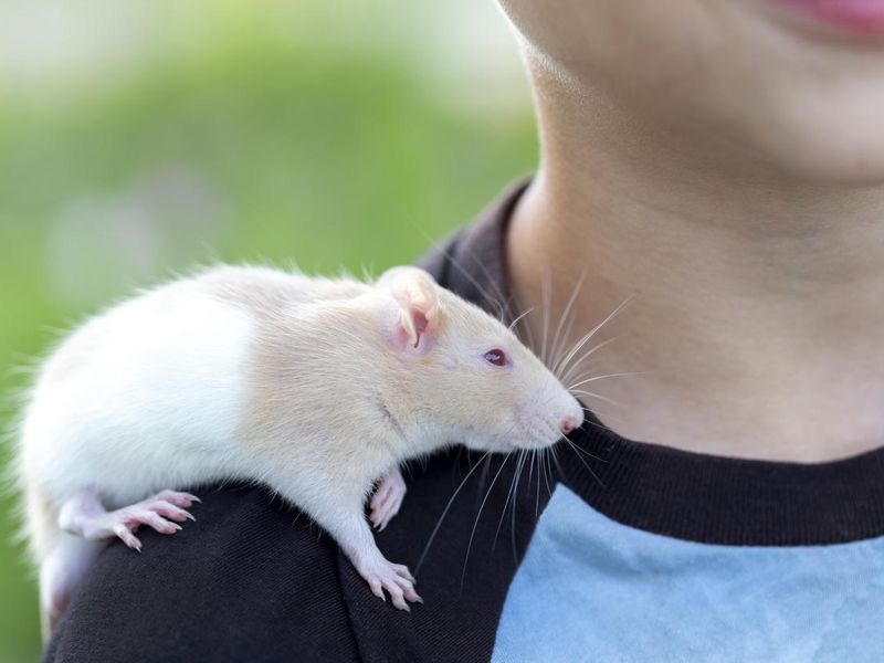 Boy holds cute domestic rat on top of his shoulder
