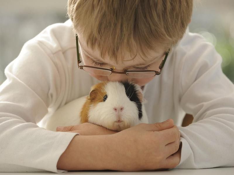 Boy hugging guinea pig