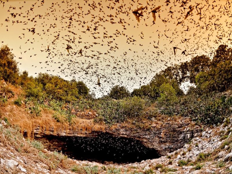 Bracken Bat Cave