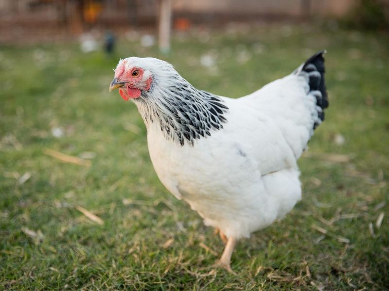 Brahma Chicken in Grass