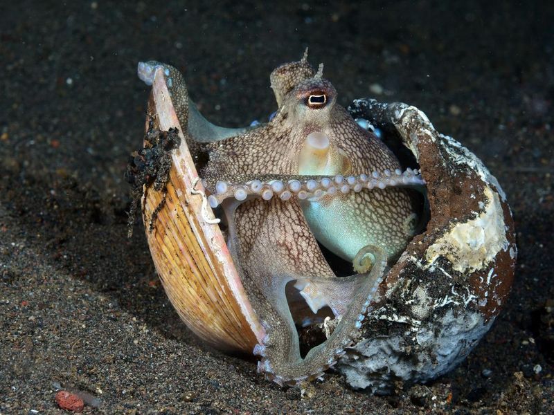 Brainy octopus