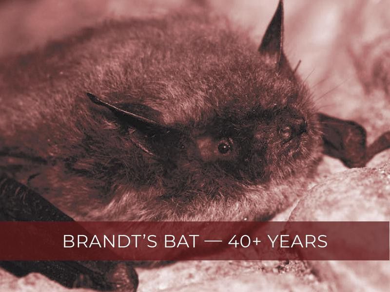 Brandt's Bat