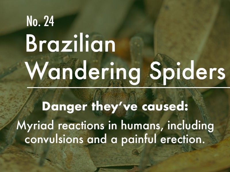 Brazilian Wandering Spider dangers
