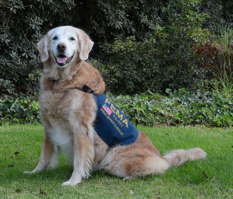 Bretagne, a 9/11 search and rescue dog