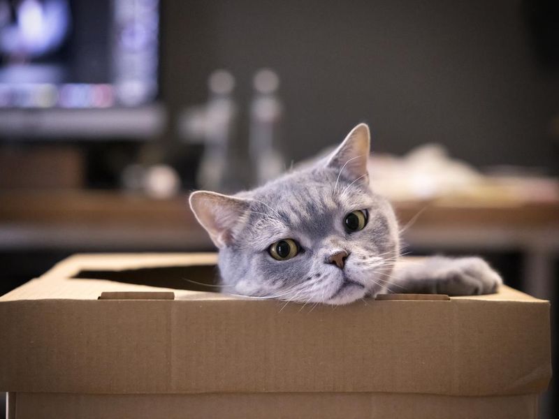 British shorthair cat in a cardboard box