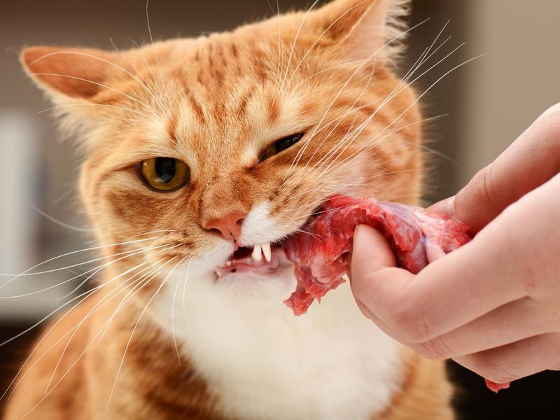 British shorthair with meat