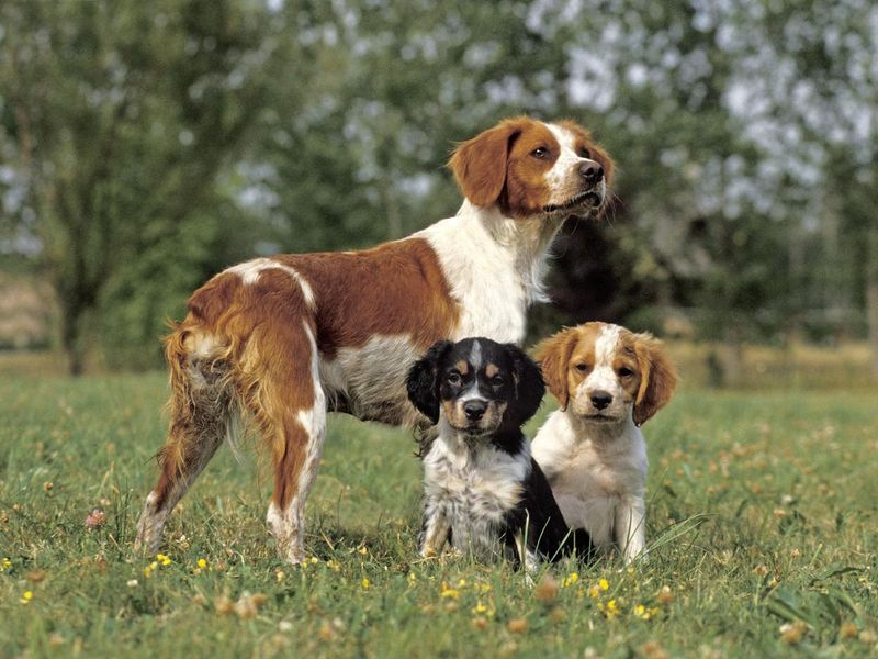 Brittany spaniel mother with puppies