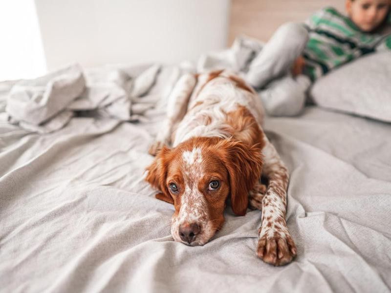 Brittany spaniel on bed