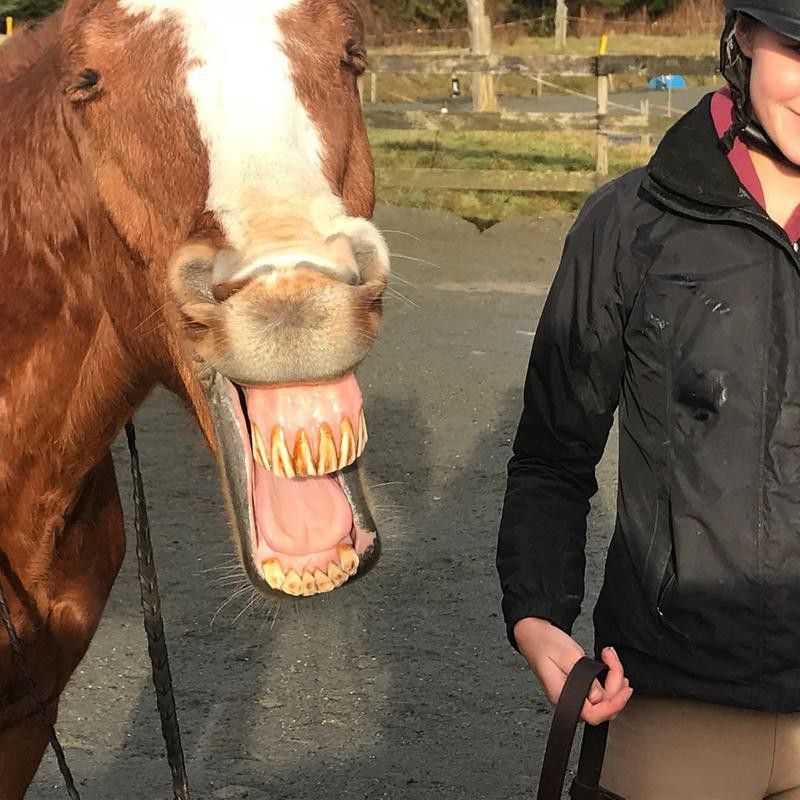Brown And White Horse Smiling