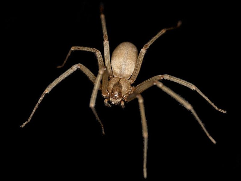 Brown Recluse Black Background