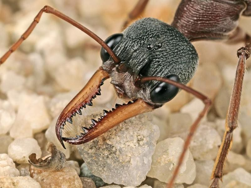 Bull Ant Portrait