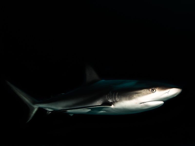 Bull shark swimming in night