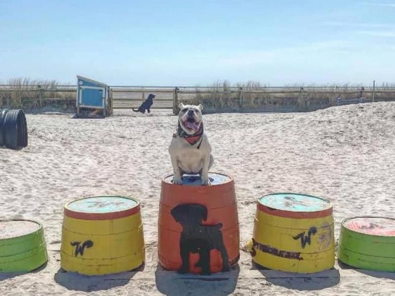 Bulldog at Wildwood Dog Beach