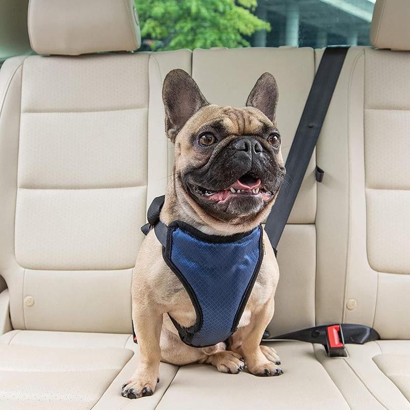 Bulldog in car with harness