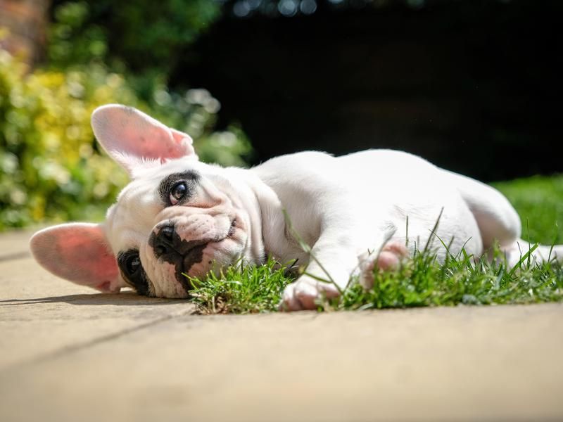 Bulldog laying on ground