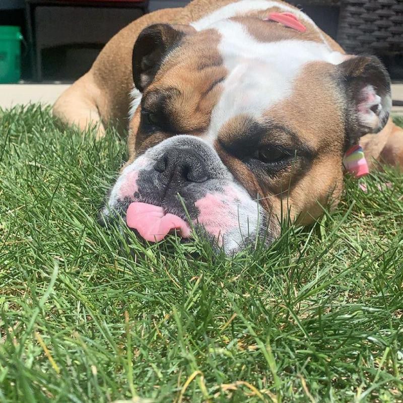 Bulldog lying on the grass
