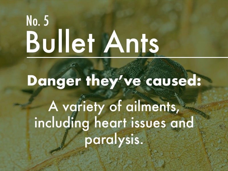 Bullet Ant dangers