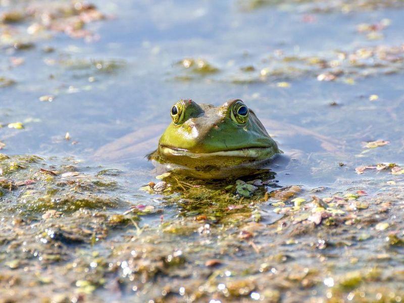 Bullfrog with its head sticking out of the water