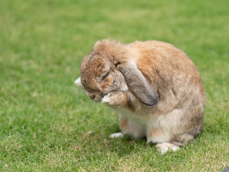 Bunny grooming itself