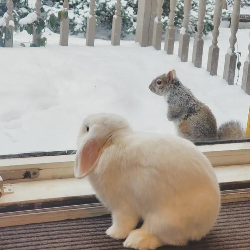 Bunny rabbit and squirrel