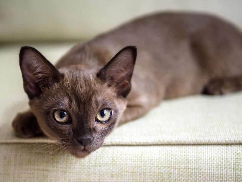 Burmese kitten on couch
