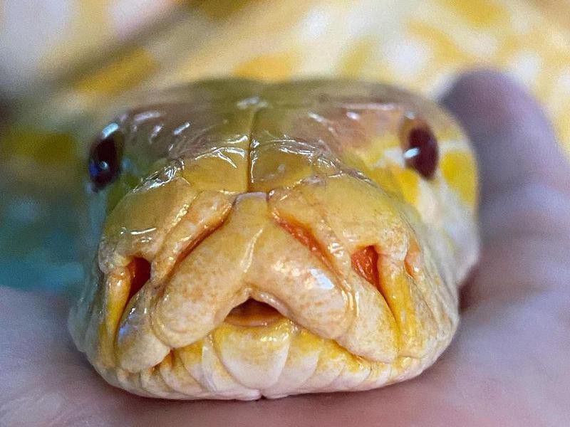 Burmese python at Lou's Pet Shop