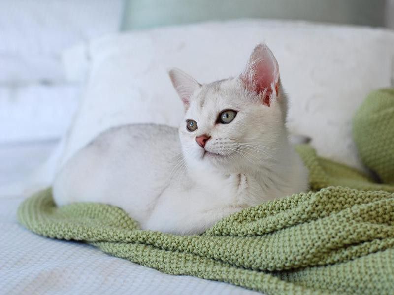 Burmilla Kitten on Bed