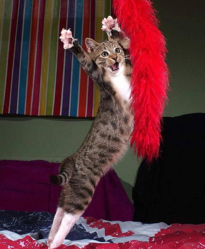 cabaret cat