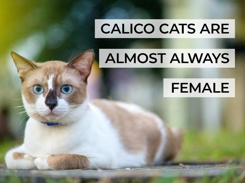 Calico Cats Are Almost Always Female