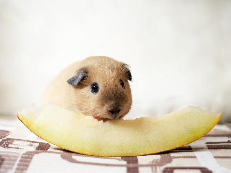 California guinea pig eats melon