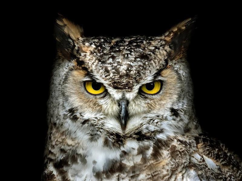 Canadian Great Horned Owl