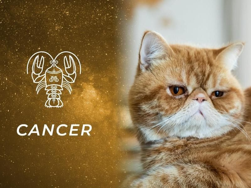 Cancer: Exotic Shorthair