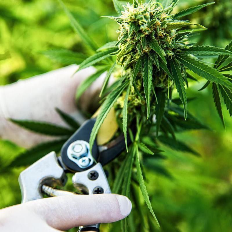 Cannabis being harvested on a marijuana farm