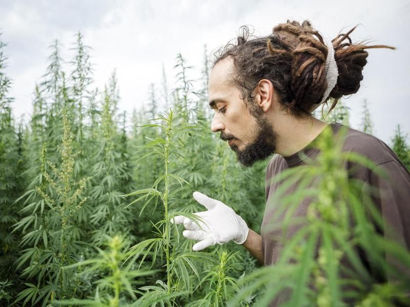Cannabis field sample technician