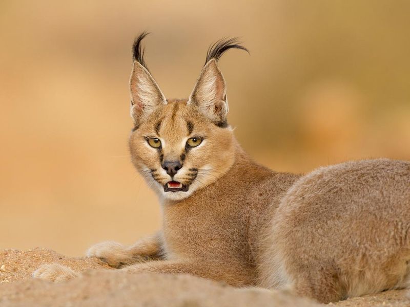 Caracal in the sand