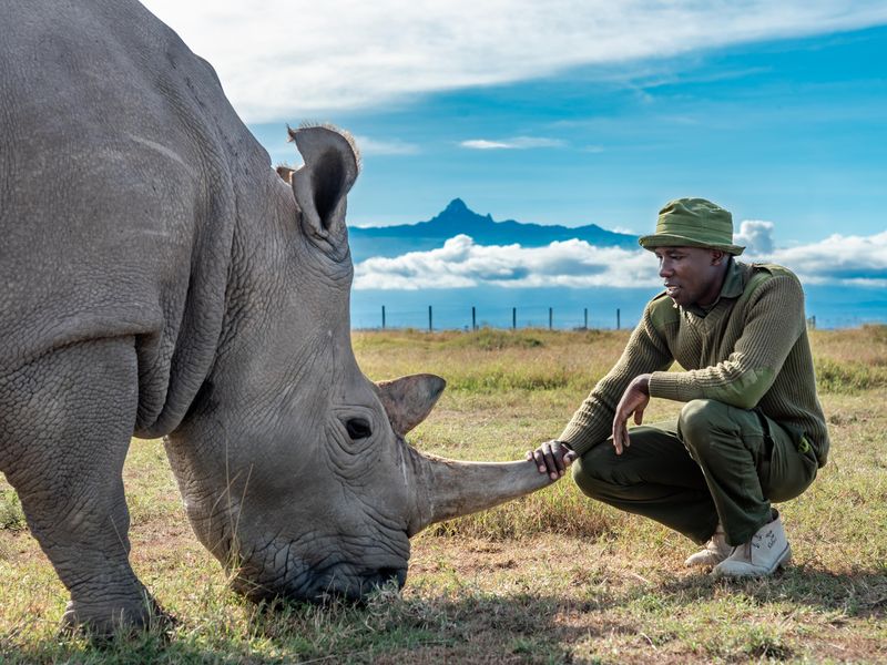 Caretaker James Mwenda with Najin, one of the last two northern white rhinos