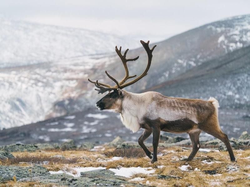 Caribou in the wild