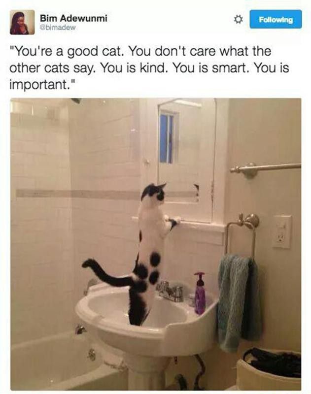 Cat affirmation in the mirror
