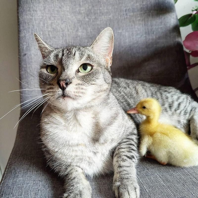 Cat and baby chick