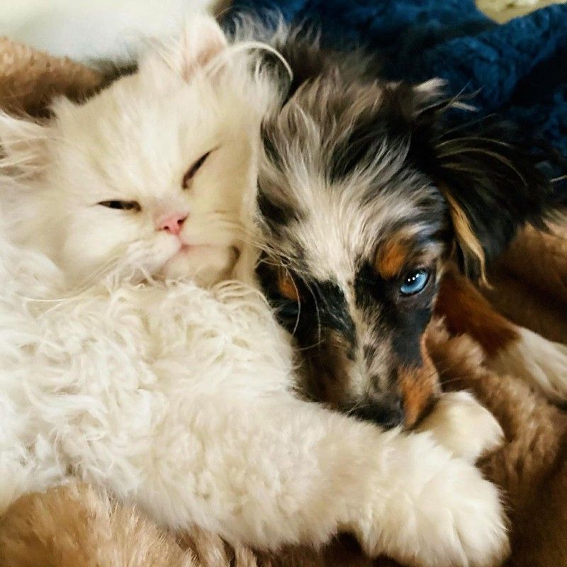 Cat and dachshund