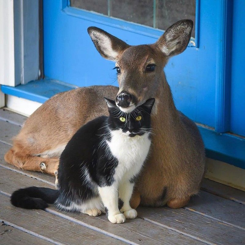 Cat and deer