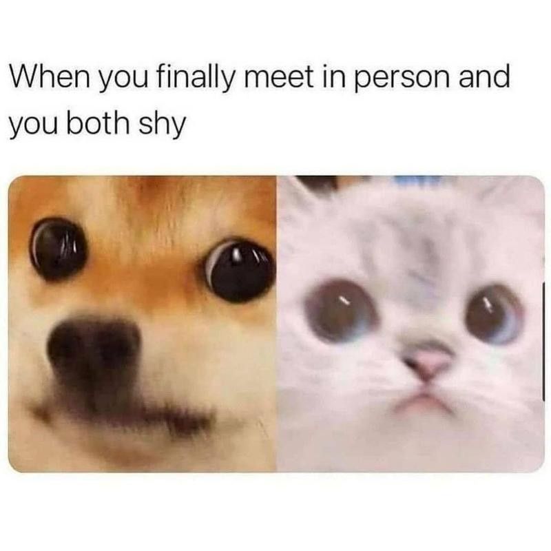 Cat and dog meme