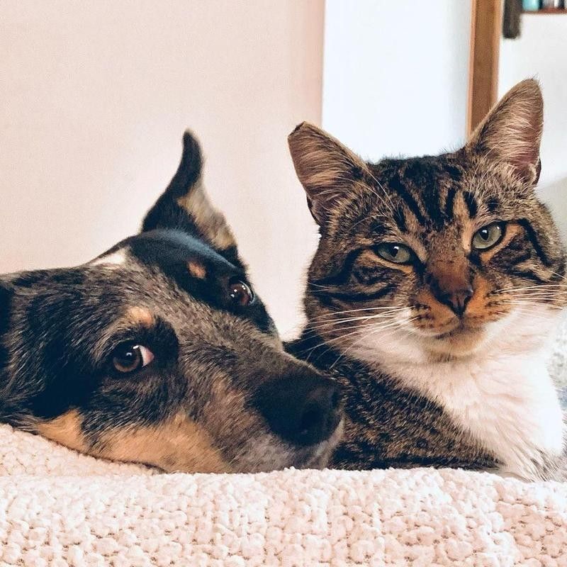 Cat and dog posing for camera