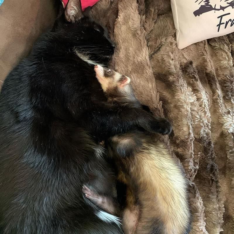 Cat and ferret napping