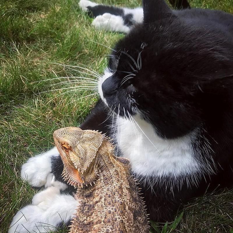 Cat and lizard