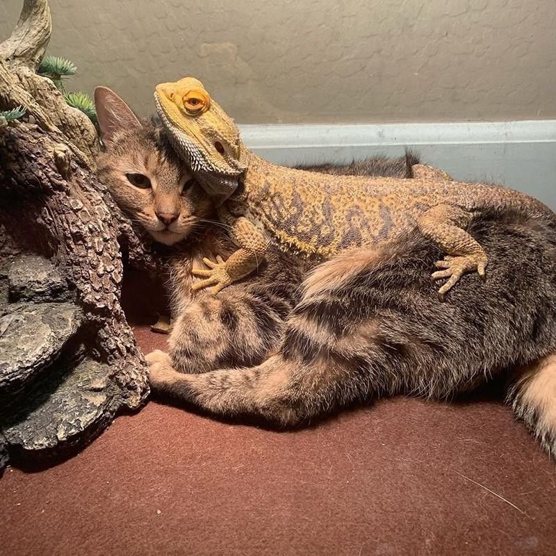 Cat and lizard